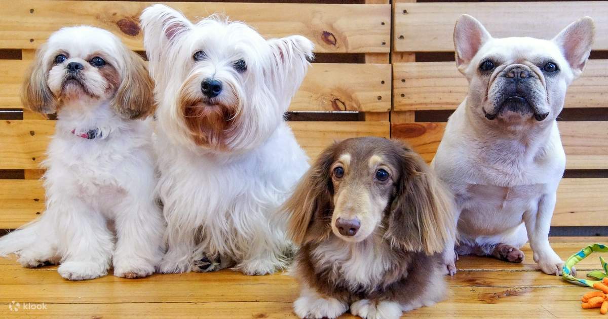 We Are the Furballs Dog Caf at Bugis Entrance Fee with Drink